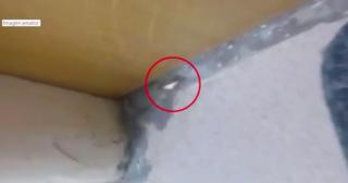 Studenţii din căminele Universităţii Bucureşti au colegi noi de care nu reuşesc să mai scape: şobolanii