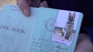 Cățelușa Nabi care păzește frontiera de nouă ani a descoperit o jumătate de kilogram de cocaină într-o maşină care intra în ţară