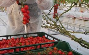 Roșii cherry în toiul iernii, afacerea unui tânăr din Bihor