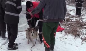 Cățel salvat din apele înghețate ale Someșului, de pompierii clujeni