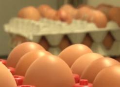 Ouă contaminate cu insecticid, cumpărate de români