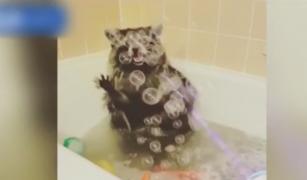 Un raton jucăuș. Animalul de companie se scaldă în cada plină cu jucării şi se joacă cu baloanele de săpun (Video)