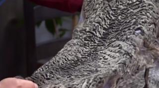 Cea mai valoroasă piele de oaie se găseşte în România, iar preţul său ajunge şi la 3000 de euro