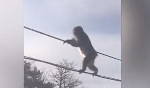 Maimuțe acrobate pe un cablu telefonic, în Japonia