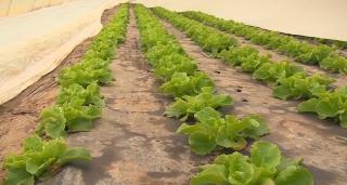 Salata verde din serele din Argeș este gata de cules