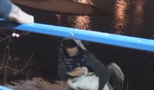 Pelicani salvați de la îngheț din Lacul Herăstrău din București