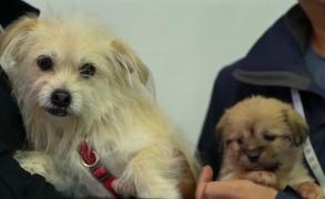 Cățel celebru din China, clonat cu succes