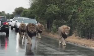 Patru lei impunători au bulversat traficul pe o șosea din Africa de Sud