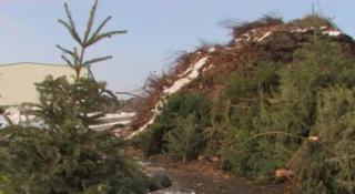 Brazii de Crăciun din Oradea nu sfârşesc laolaltă cu gunoaiele menajere, ci devin compost