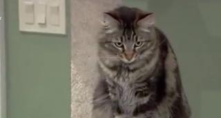 Un bărbat din San Jose a devenit celebru în Statele Unite, după ce a închiriat un apartament unor pisici