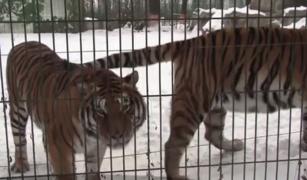 Gerul din ultima perioadă nu afectează doar oamenii, ci şi animalele din grădinile zoologice