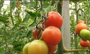 Legumele românești, făcute din semințe importate. Soiurile vechi au fost pierdute