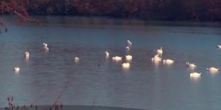 Zeci de lebede şi raţe sălbatice rămase în ţară, salvate de la moarte