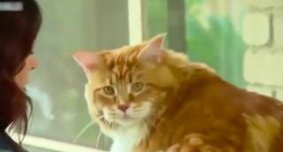 Cea mai lungă pisică din lume are 20 în lungime şi 14 kilograme (Video)