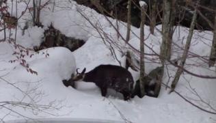 Turiştii care ajung în această perioadă în Cheile Jieţului, din Petrila, au toate şansele să admire caprele negre (Video)