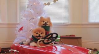 Cățelul Boo s-a îmbolnăvit după moartea prietenului său cel mai bun, Buddy