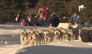 Câinii fac spectacol la concursul de atelaje din Harghita
