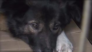 Proprietarul "adăpostului groazei" de la Brașov, reținut pentru 24 de ore