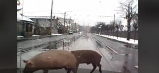 Pe un bulevard din Cluj-Napoca, şoferii au oprit să dea prioritate unor porci (Video)