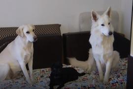 Și câinii merg la grădiniță! Tot mai mulţi români apelează la astfel de servicii