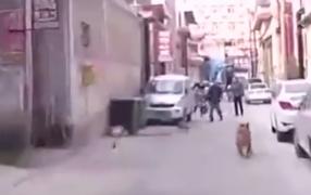 China: Un câine a condus ambulanța până la stăpânul său, căzut inconștient