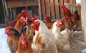 Taxă inedită, pe gunoiul făcut de animalele din curte, într-o comună din Călărași