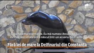 Cei trei lei de mare de la delfinariul din Constanţa se întorc înapoi în Franţa