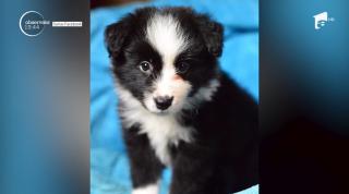 Se caută un nume pentru un cățeluș salvamontist din Sinaia, antrenat să salveze oameni