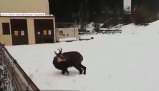 O capră neagră şi-a făcut apariţia la poalele Munţilor Bucegi (Video)