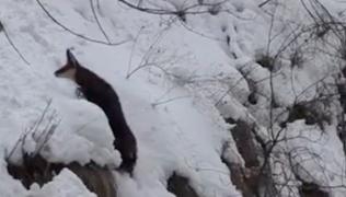 Iarnă grea pentru animalele sălbatice din apropierea Parcului Natural Grădiştea Muncelului