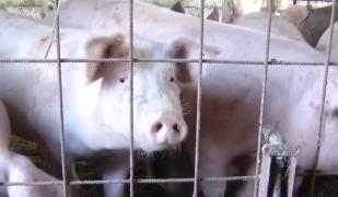 Vânzătorul ilegal care a adus pesta porcină în Arad și Timiș riscă închisoarea
