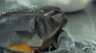 Hamsia şi zărganul nu se mai găsesc în Marea Neagră, din cauza schimbărilor climatice