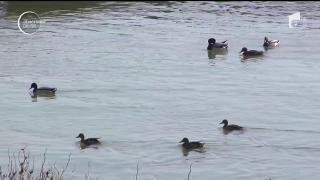 Spectacol inedit al naturii la Galaţi. Mai multe păsări au rămas pe malul fluviului