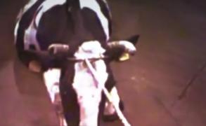 Detalii teribile despre abatorul polonez care scos pe piaţă carne de la vaci bolnave, ajunsă şi în România