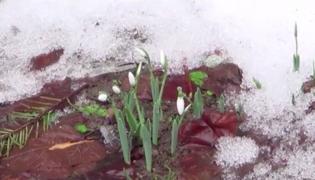 Vestitorii primăverii au apărut deja în Banatul montan. Ghioceii au scos capetele din zăpadă la Reşiţa