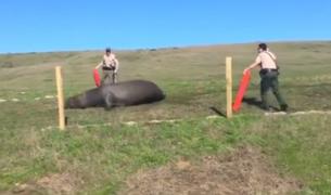 Operaţiune inedită de salvare în California. Un elefant de mare a fost ghidat către ocean