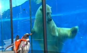 Mai multe animale din cele mai reci zone ale Pământului s-au întâlnit la un parc tematic din nord-estul Chinei