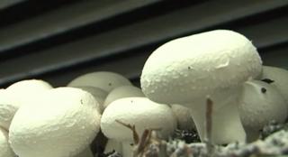 Ciuperci pleurotus şi champignon, profit de zeci de mii de euro în Mureş