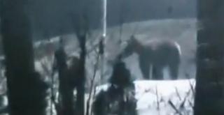 Urs filmat în apropierea Spitalului Judeţean din Miercurea Ciuc (Video)
