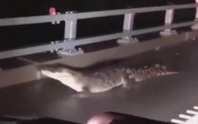 Străzile s-a umplut de şerpi şi crocodili într-un oraş din Australia, după inundaţii (Video)