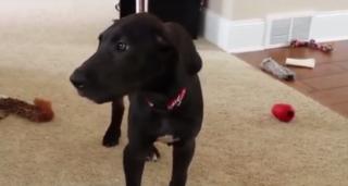 Persoanele care vorbesc animalelor de companie sunt inteligente (studiu)