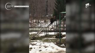 Urs pe tobogan, filmat la Grădina Zoologică din Brașov