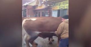 Un bărbat din Bacău și-a dus vacile la o spălătorie auto (Video)