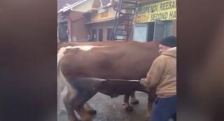 Vaci duse la spălătorie auto, în Bacău