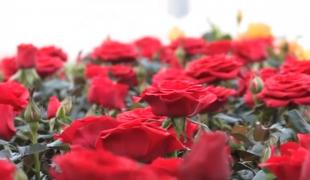 Serele cu flori, câştiguri de câteva zeci de mii de euro pe sezon