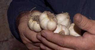 Usturoiul românesc, tot mai rar în pieţe şi magazine. Agricultorii au rămas doar cu promisiuni