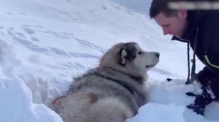 Cel mai ascultător câine din Marea Britanie (Video)