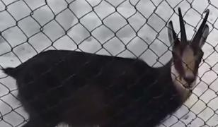 O capră neagră, protejată de lege, a fost descoperită în ograda unei familii din Argeș