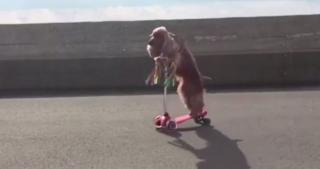Un cățel din rasa cocker spaniel, specialist în skateboarding