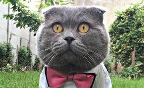 Motanul Bossulică, antreprenor de succes. Are deja trei angajați